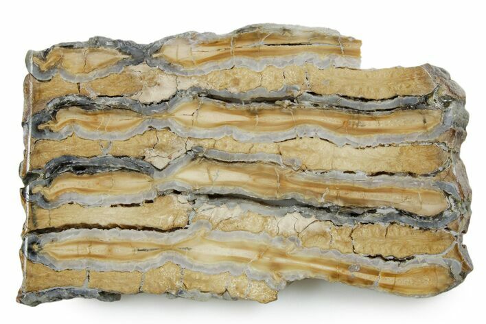 Polished Mammoth Molar Slice - South Carolina #353535